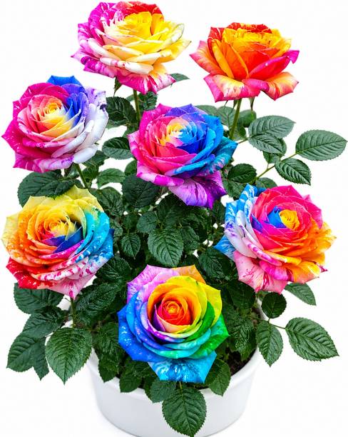 Smtnursery Rose Plant