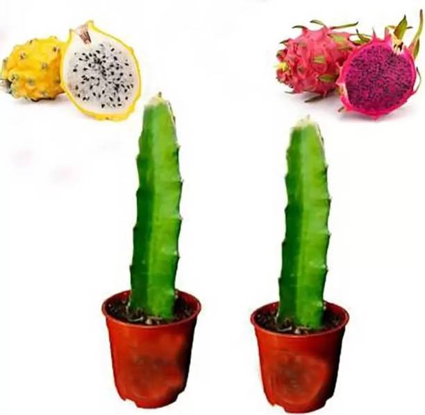 AFARTIOBINA Dragon Tree