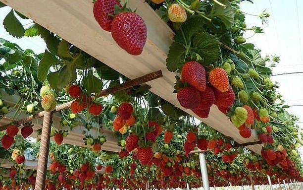 Cloud Farm Strawberry Plant