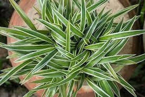Adrita Spider Plant