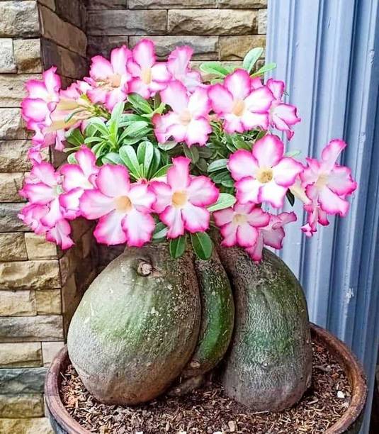 Wrenna Adenium Plant