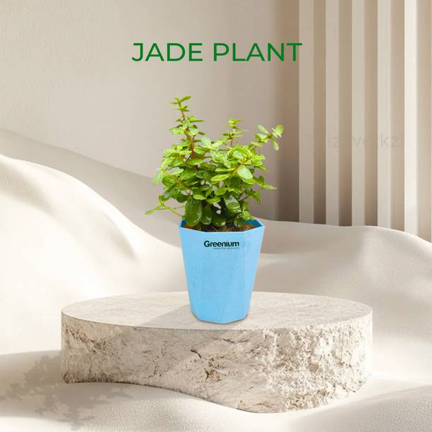 Greenium Jade Plant