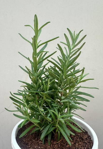 Cloud Farm Rosemary Plant