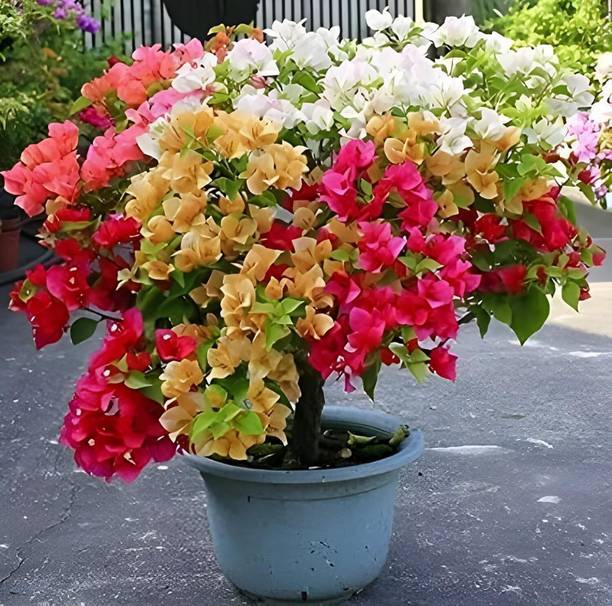 THEGREENTHUMB Baugainvillea Plant