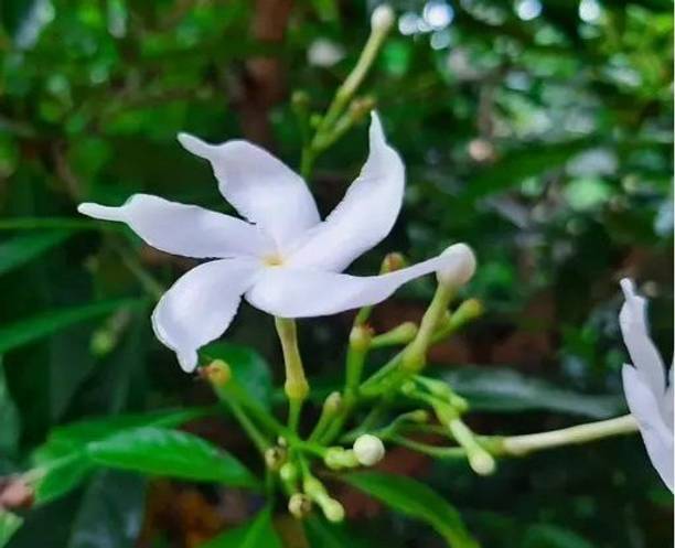 SHREYAGREEN Jasmine Plant