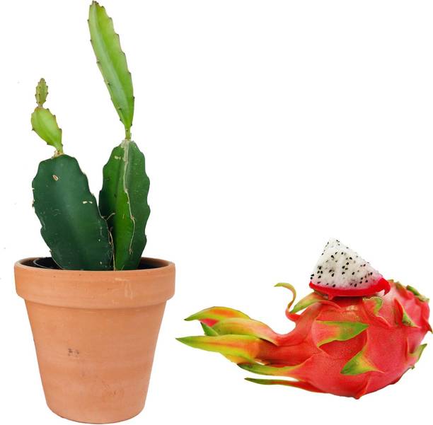 Rozaliya Dragon Tree