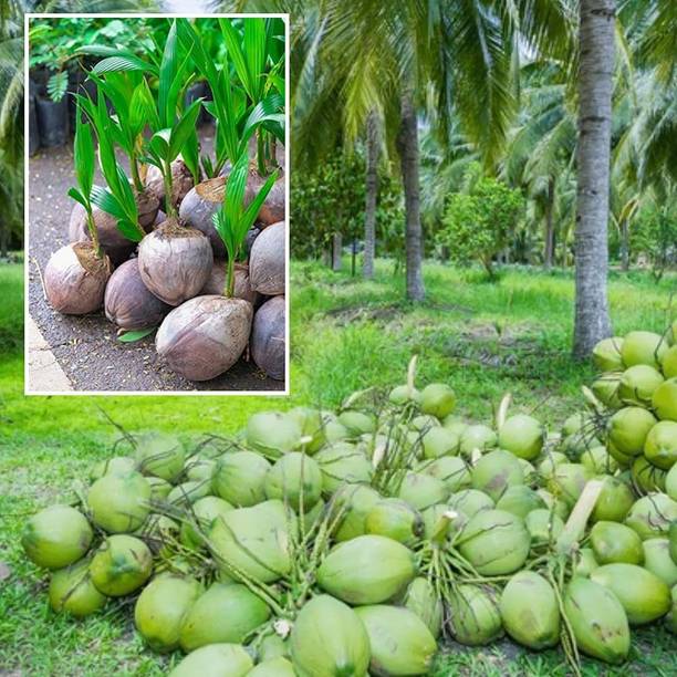 Najmul Coconut Plant