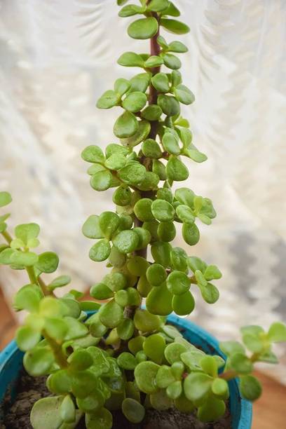 Barnaby Jade Plant