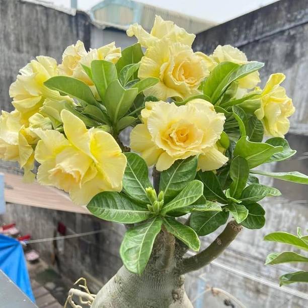 SAIQUALES Adenium Plant