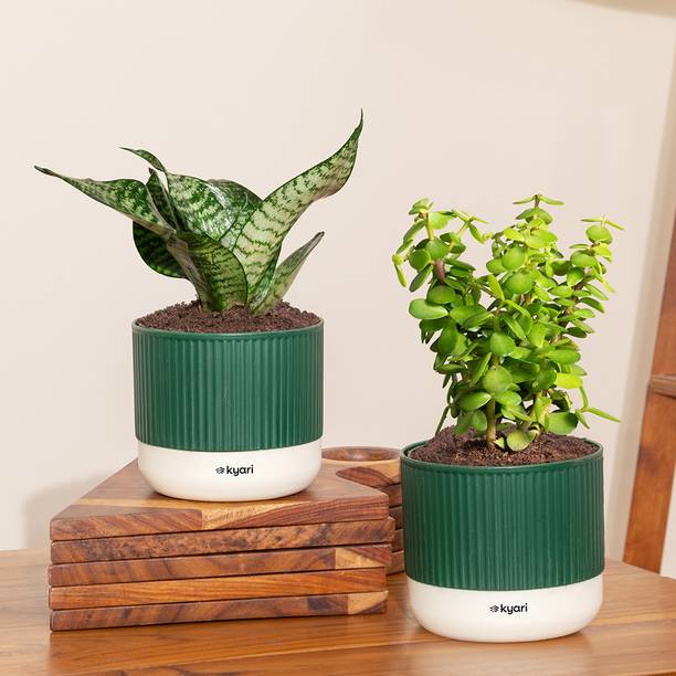Kyari Jade Plant, Snake Plant