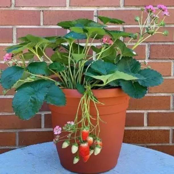 Cloud Farm Strawberry Plant
