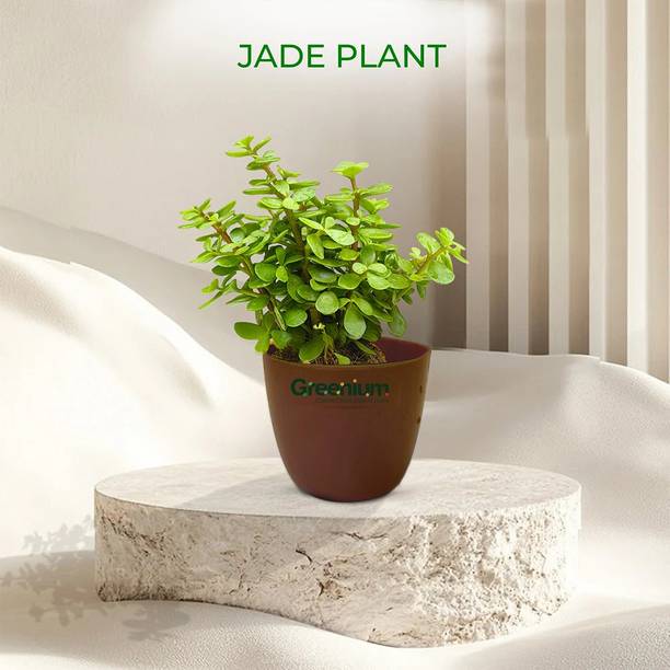 Greenium Jade Plant
