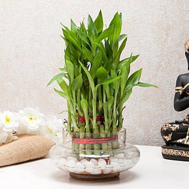 ARYAN EVERGREEN Two Layer Bamboo Plant