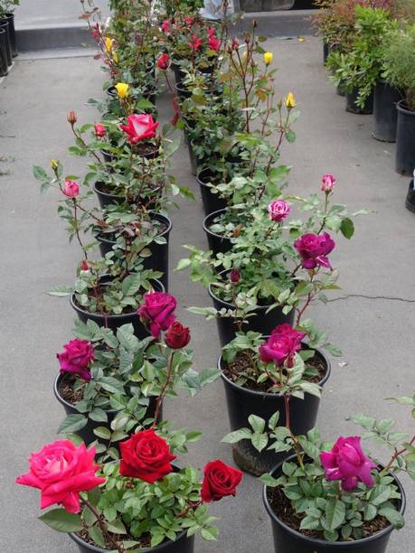 MagicQueen Rose Plant