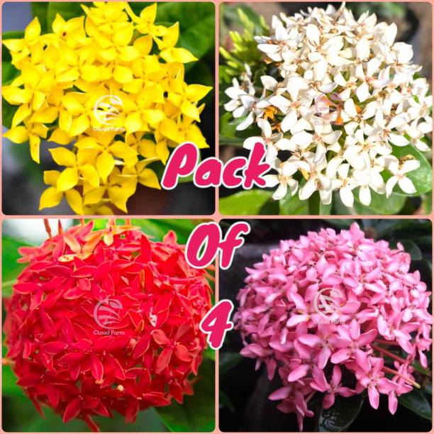 Cloud Farm Trothic Ixora/Chethi Plant