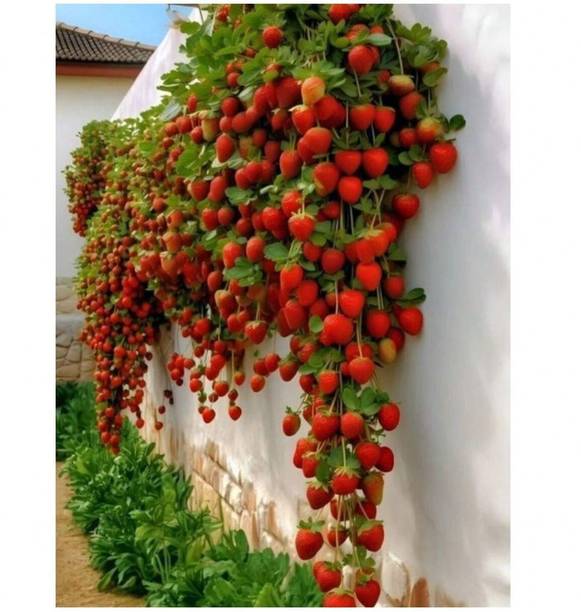 RasmoniGreen Strawberry Plant