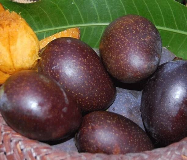 Kasturi Mango Plant Mango Plant