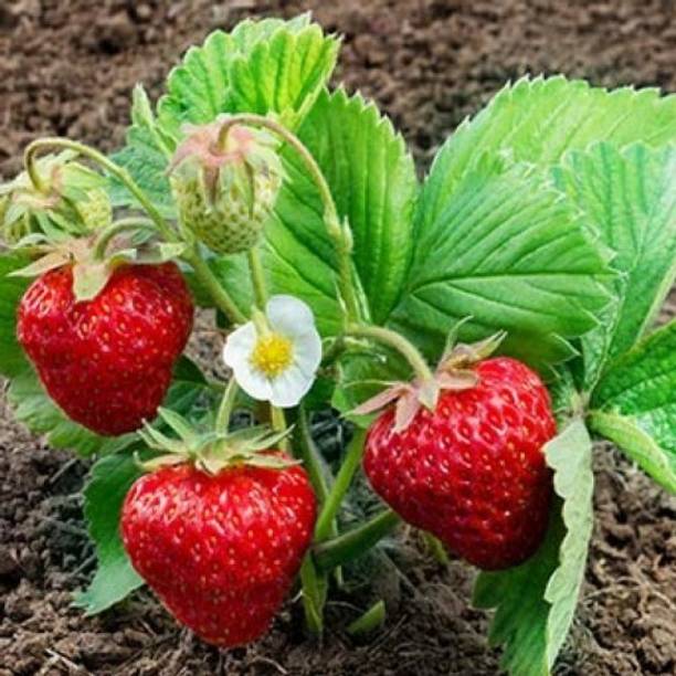 Cloud Farm Strawberry Plant