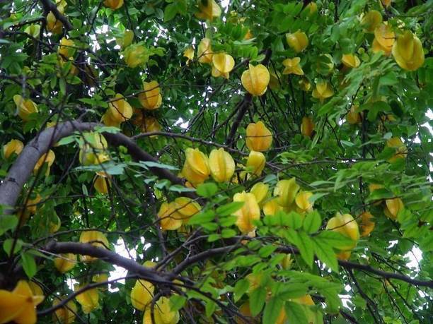pottit Star Fruit Carambola Grafted Plant