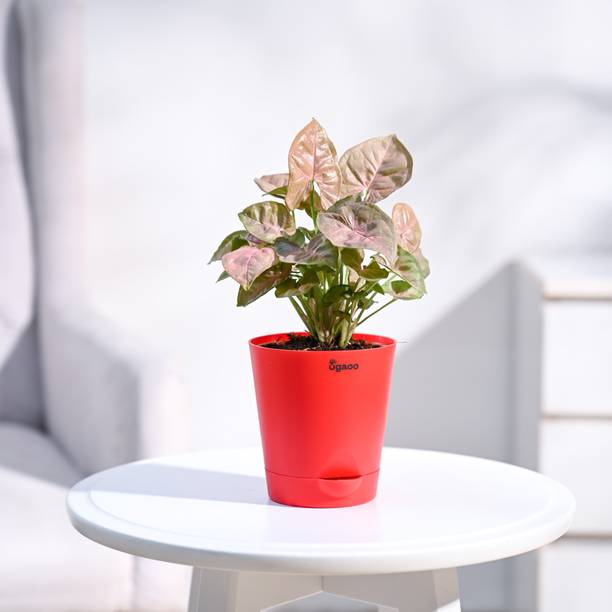 UGAOO Syngonium Plant