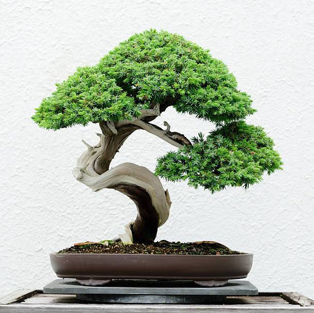 AloGardening Ficus Bonsai