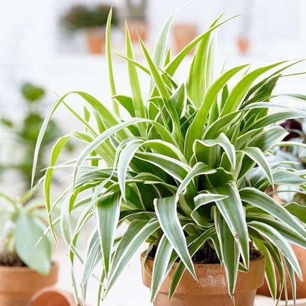 YourPlant Spider Plant