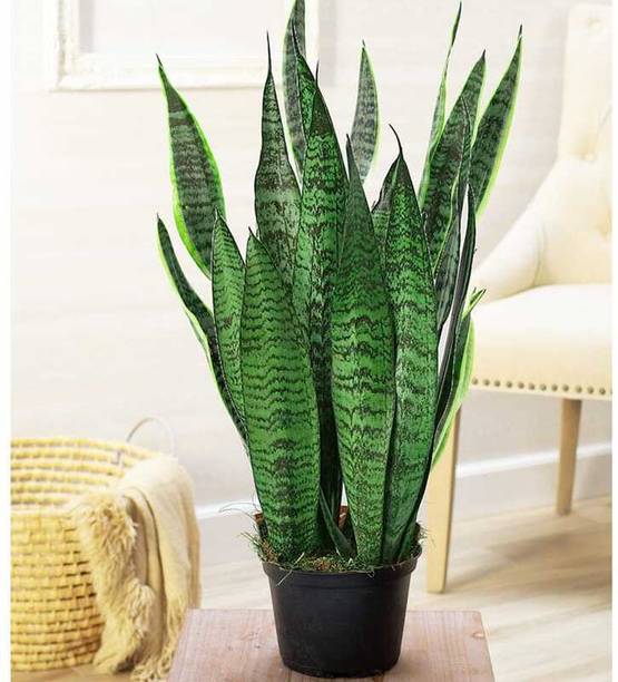 ADANNAYA Snake Plant, Snake Superba Plant