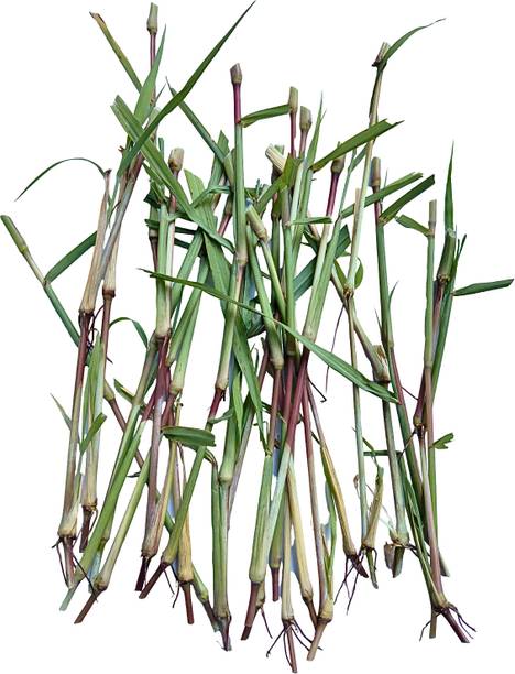 N.G.M. AGROCARE Jinjwa Grass