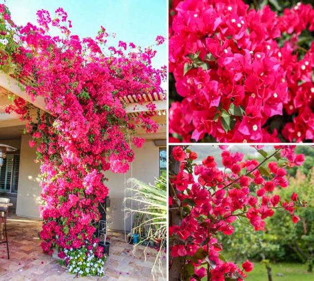 Global Mart Plant Bougainvillea Plant