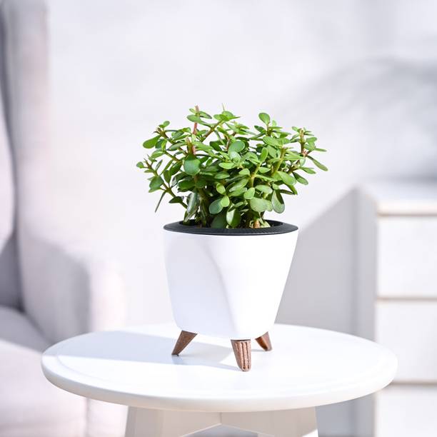 UGAOO Jade Plant