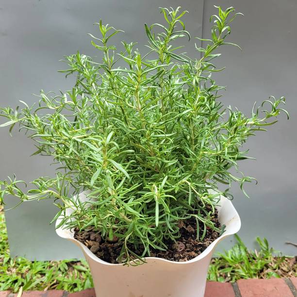 MSPMAKE Rosemary Herb Plant
