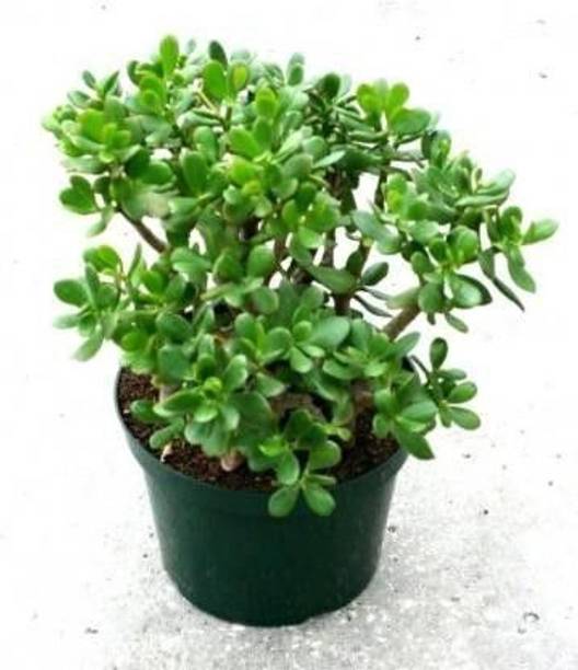 Barnaby Jade Plant