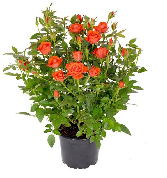 chiku Rose Plant