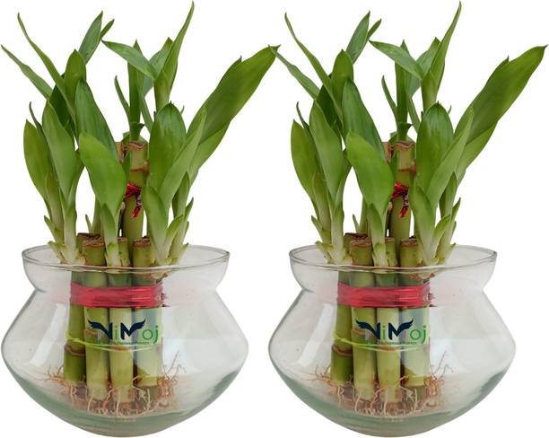 NiMoj Lucky Bamboo Plant, Two Layer Bamboo Plant