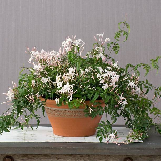 Rozaliya Jasmine Plant