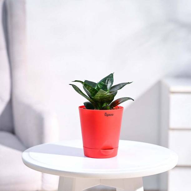 BloomShadow Snake Plant