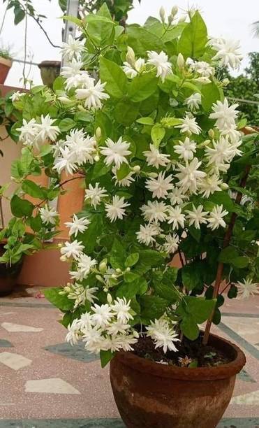 Jesmin Jasminum Sambac Butt Mogra Plant, Jasminum Sambac Madan Mogra Plant