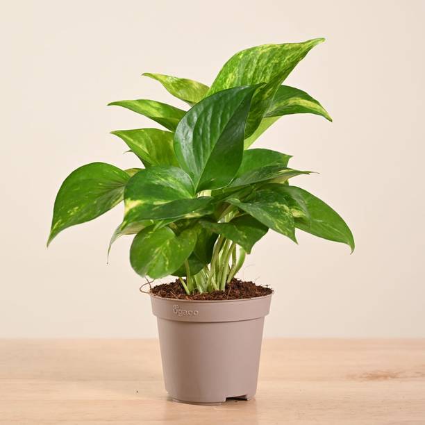 UGAOO Variegated Money Plant