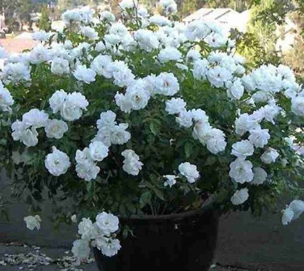 GREENCITY Jasmine Plant