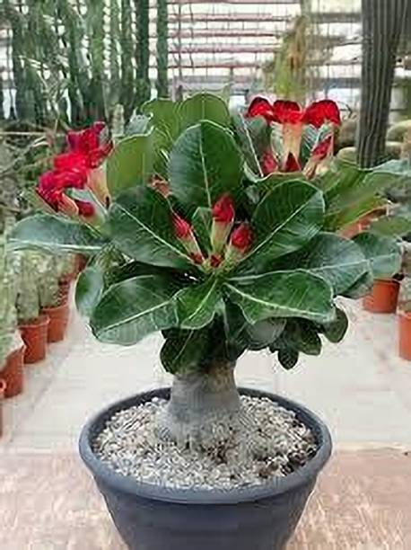 Adenium obesum Plant Adenium Plant