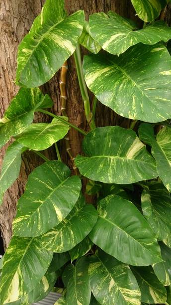 EDENGRAVY Money Plant, Money Plant