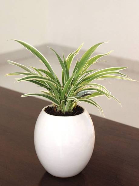 Cloud Farm Spider Plant