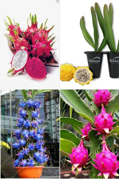 BREEZY BLOOMS Dragon Tree