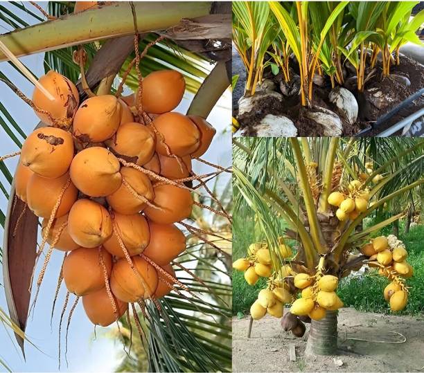 Green view Coconut Plant
