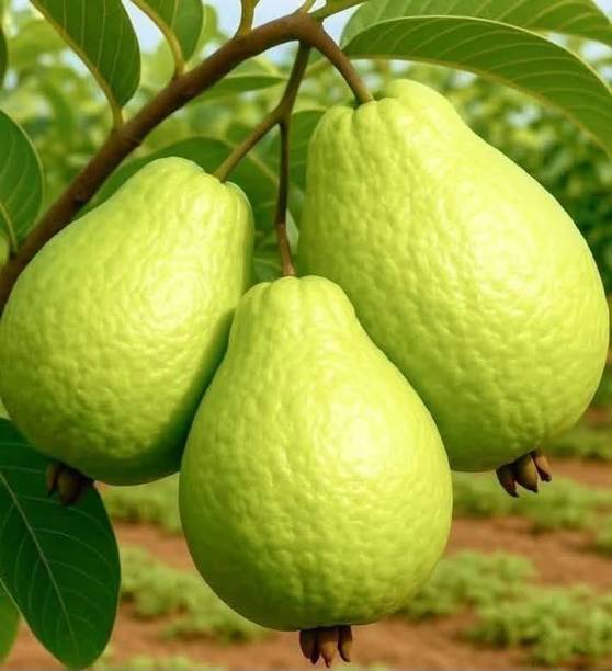 Cloud Farm Guava Plant