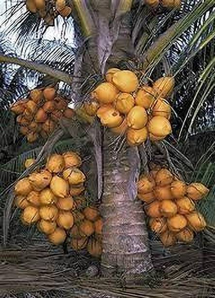 ANUSHKA GREEN BLISS Coconut Plant