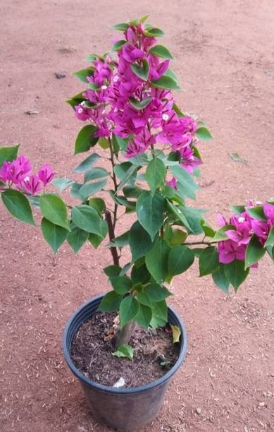 FloraFusion Bougainvillea Plant