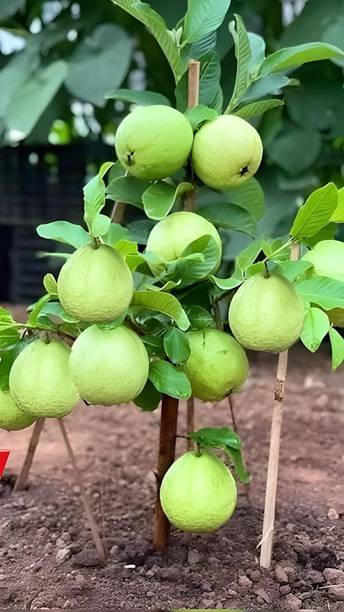 Bambo Guava Plant