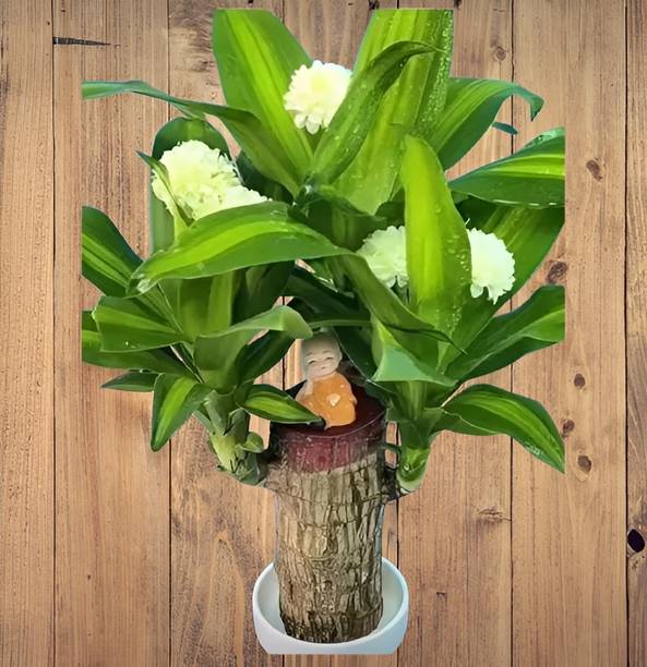 brazillian wood plant Brazilian Wood