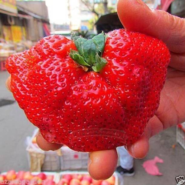 Cloud Farm Strawberry Plant